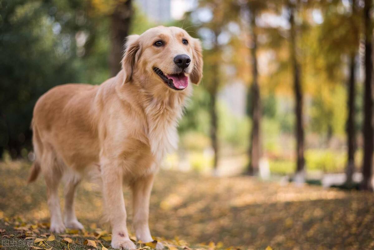 金毛犬吃什么狗粮最好？