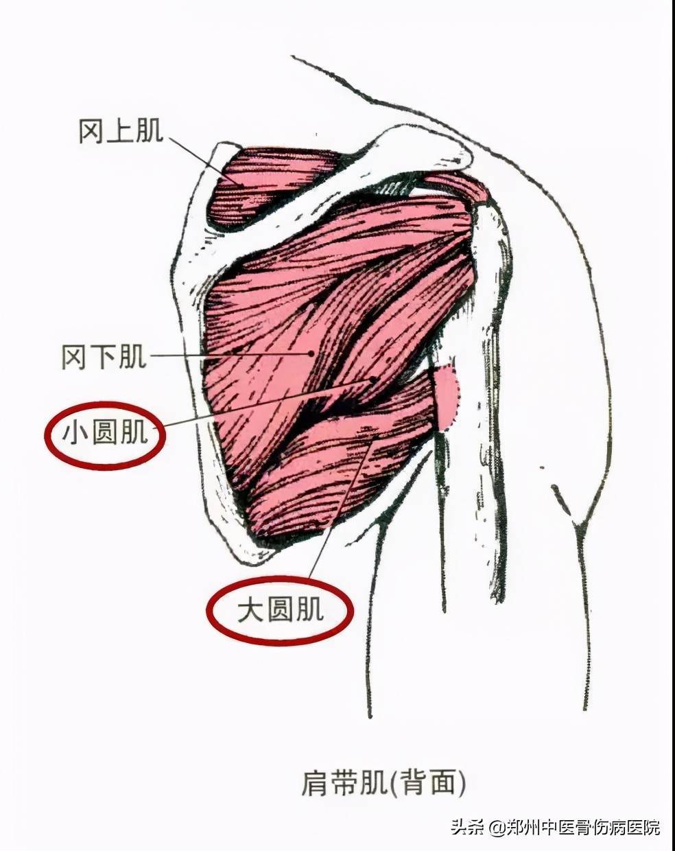 90%人都有的“圆肩”问题怎么拯救？