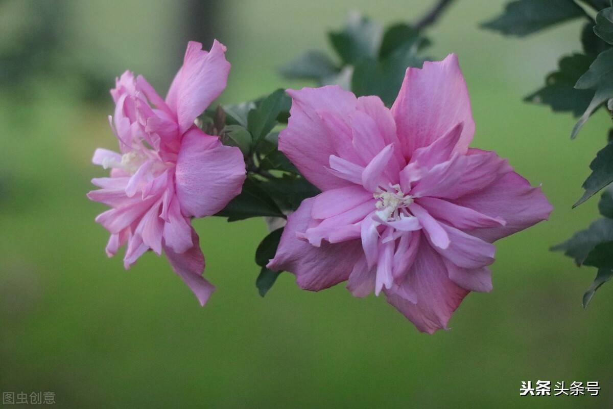 三年级作文《我喜欢的植物》优秀范文