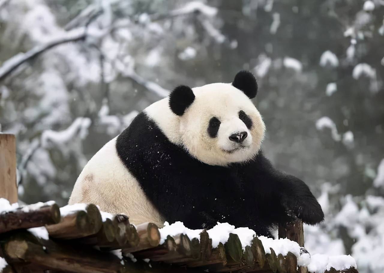 如果说熊猫的黑眼圈是为了保护眼睛，为什么北极熊没进化出黑眼圈