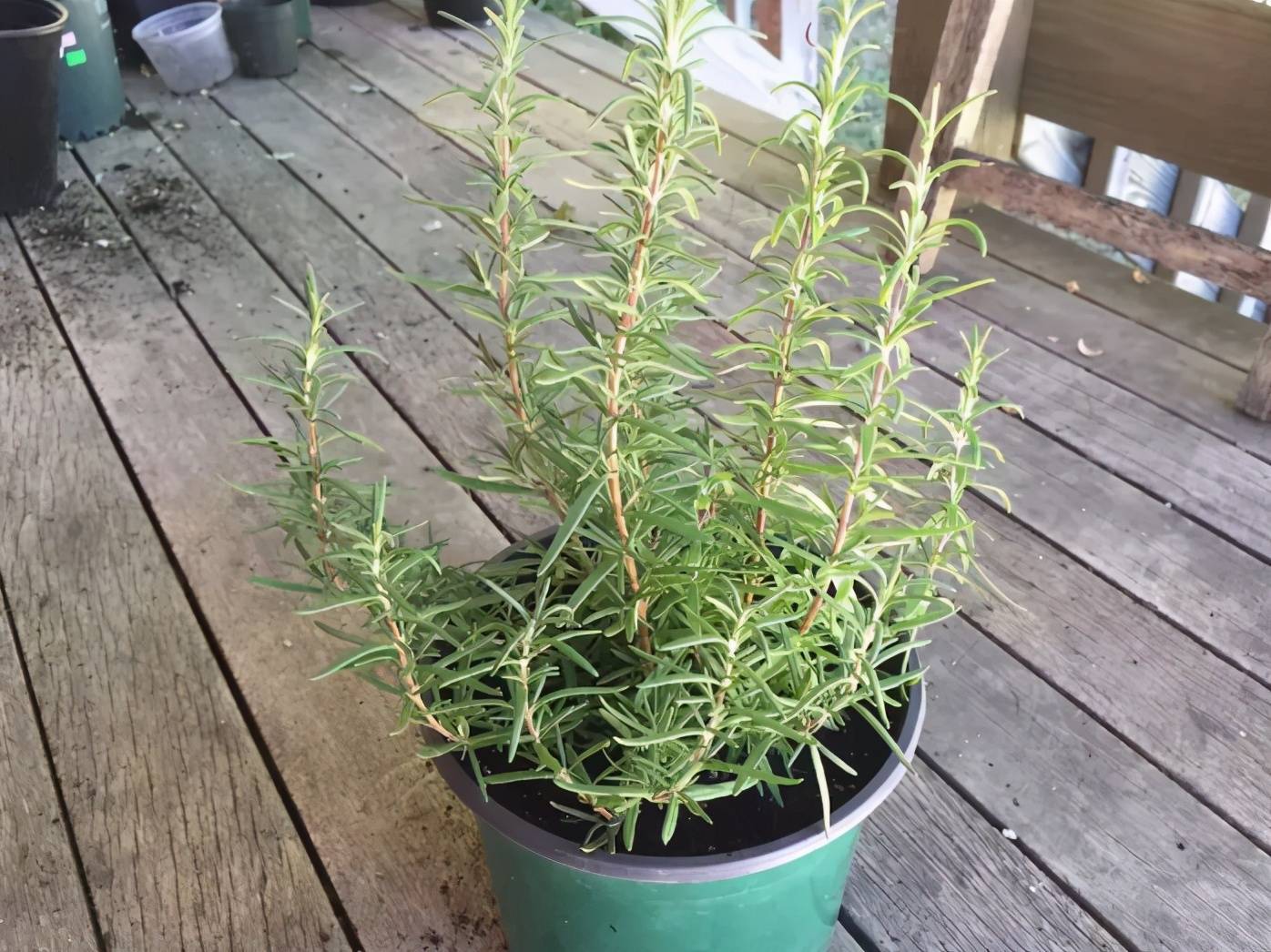 能食用的3种香草植物，剪一段插土里就能生根发芽