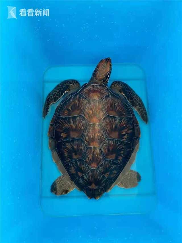 渔船厨房里有两只海龟？竟是濒危野生动物