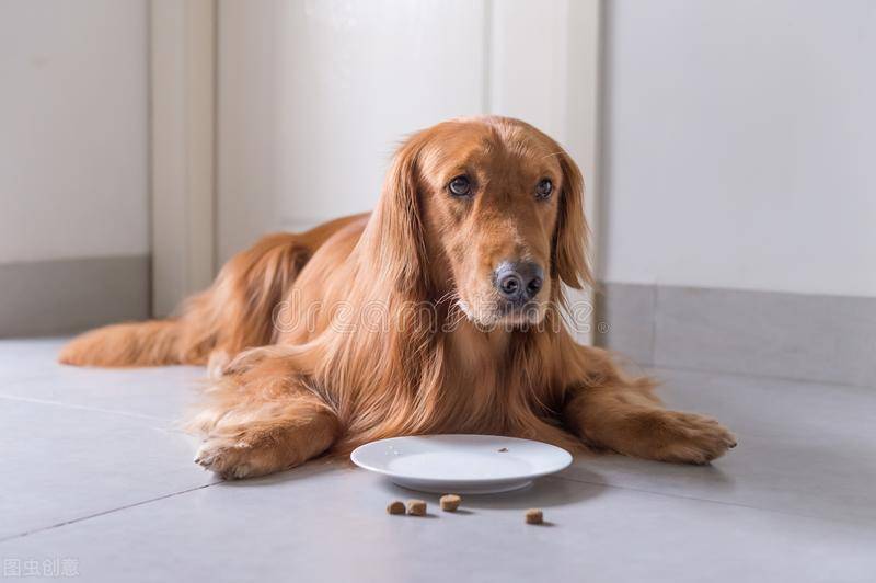 金毛犬狗粮排行榜