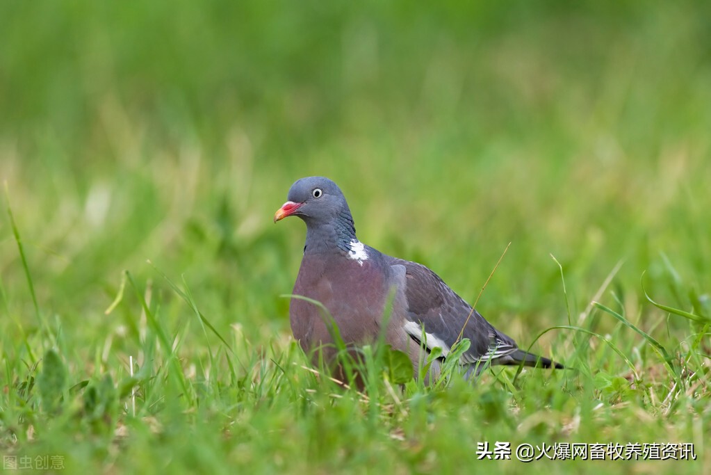 肉鸽养殖有多少利润？肉鸽养殖前景如何？