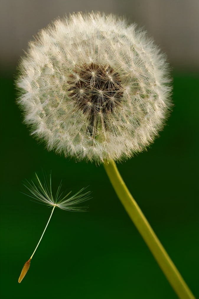 农村种植致富项目，强烈推荐，赶紧收藏