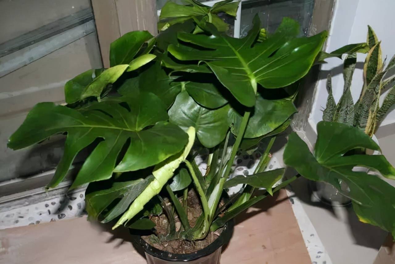 家庭里，养这4种“植物”很合适，能“吸甲醛”，让家人更健康