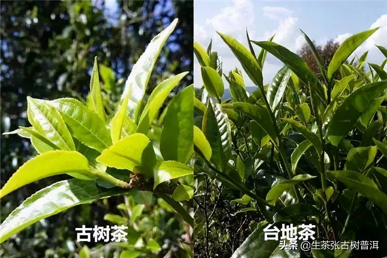 「普洱茶知识汇总」你想要了解的普洱茶知识全在这里