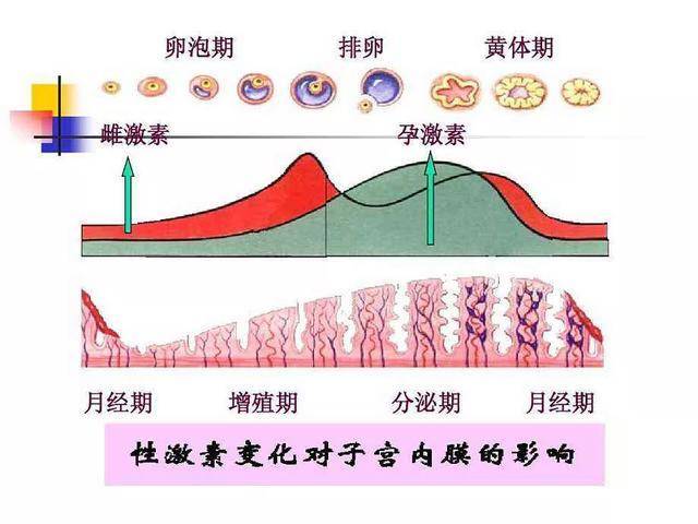 经期为什么不能拔牙？