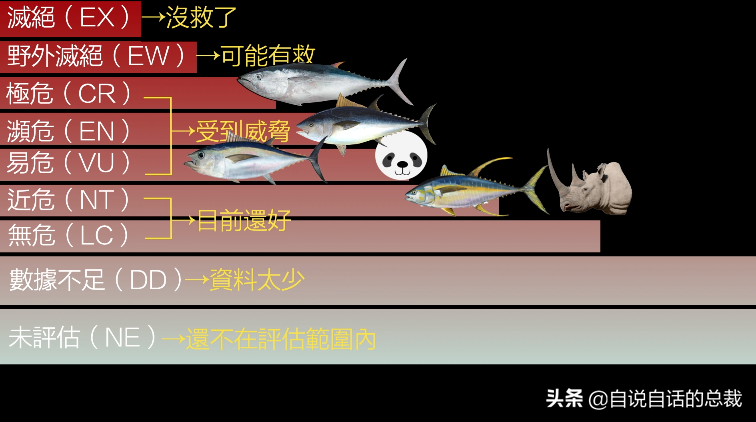 30年前只能做猫粮，今天为何变成奢侈品？蓝鳍金枪鱼为何如此贵