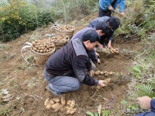 农民种什么东西，一亩地能赚到10000元经济收入？