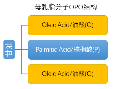 高端奶粉采用的OPO到底是什么神奇东西？