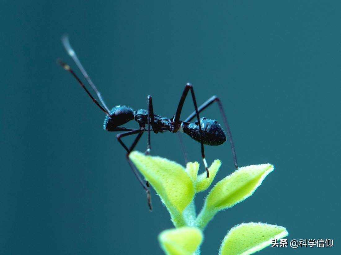 想要摔死一只蚂蚁，需要多高才行？多高恐怕都不行