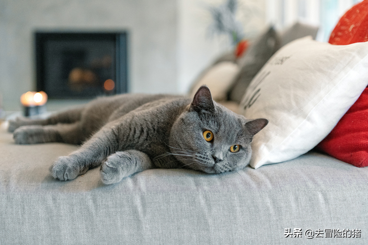 猫咪品种篇：英国短毛猫