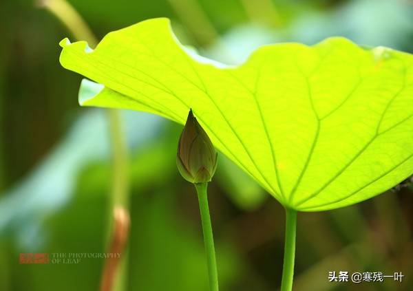 杭州西湖的荷花已进入最佳观赏期，以曲院风荷为首选，自古就如此