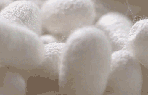 内裤中的劳斯莱斯！AAA级抑菌，“裸感”舒适，3倍透气