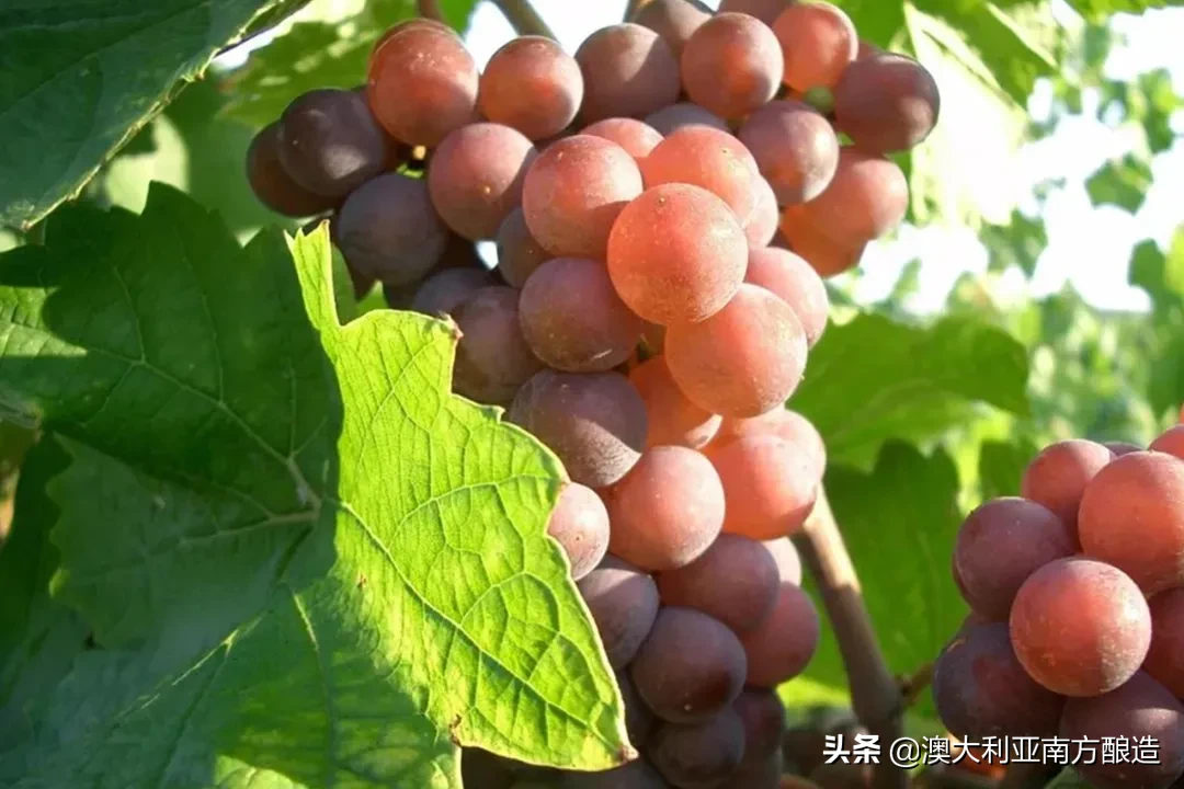 美食配美酒，各式白葡萄酒的“花样配餐”