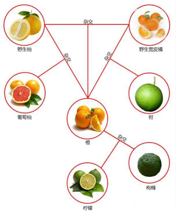 桔子、橘子、柑子、橙子、柚子的区别，你们知道吗？