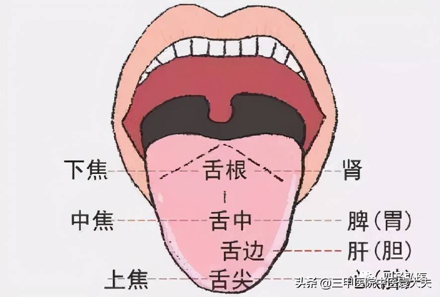 望闻问切系列第14篇：舌形、舌苔的科学内涵及反映的身体疾病信息