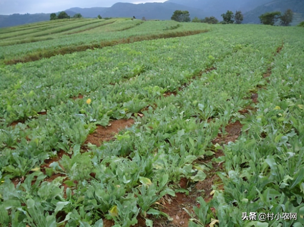 现在农村种什么前景好？这6个种植赚钱项目，很适合你在农村创业