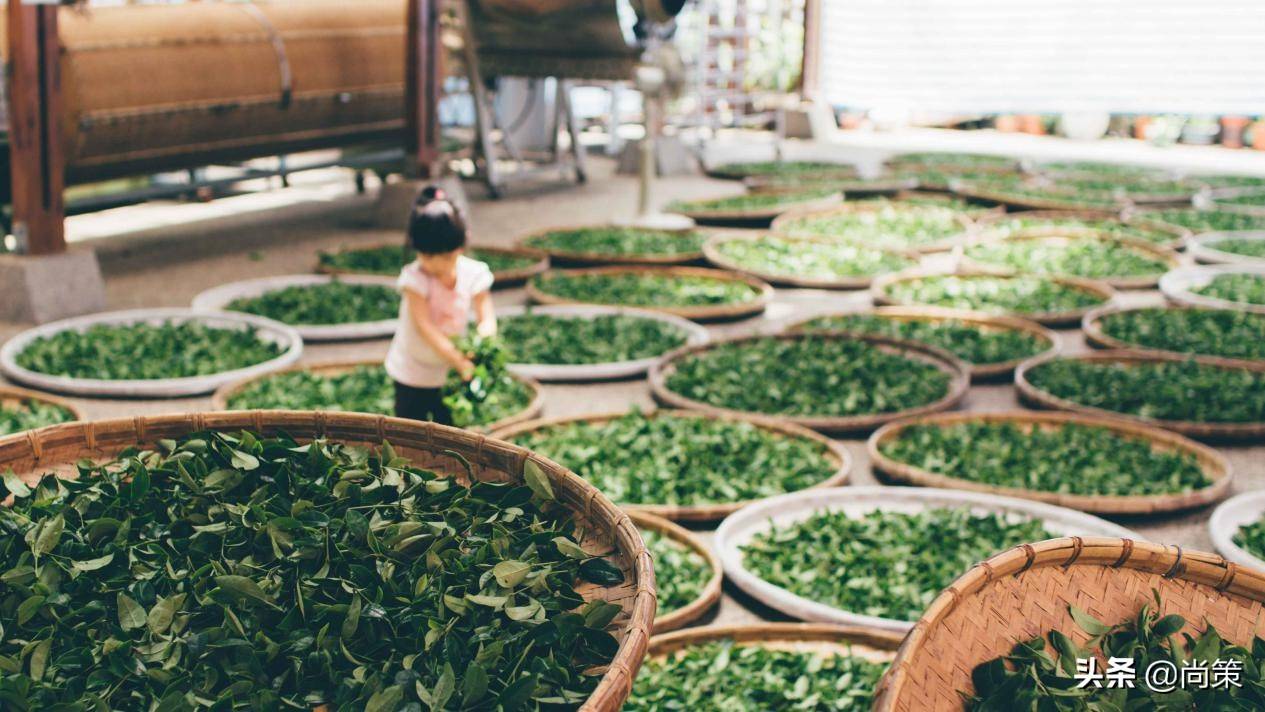 品一茗清茶，温一段时光，茶叶类目天猫如何申请入驻？「尚策」