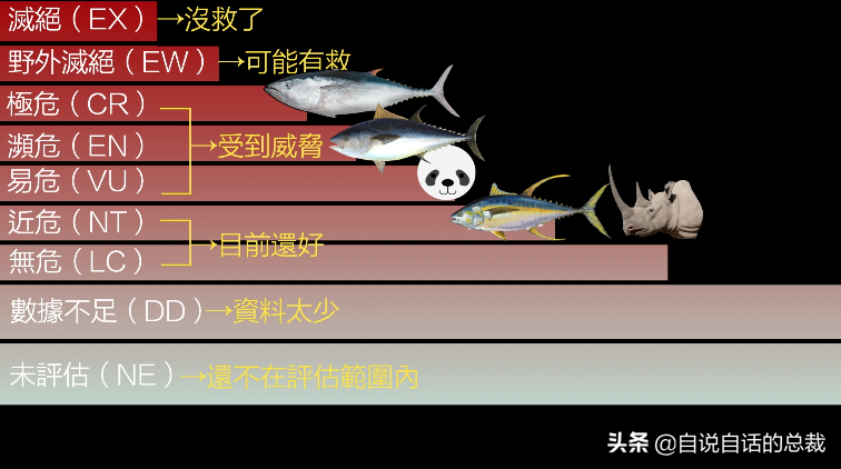 30年前只能做猫粮，今天为何变成奢侈品？蓝鳍金枪鱼为何如此贵