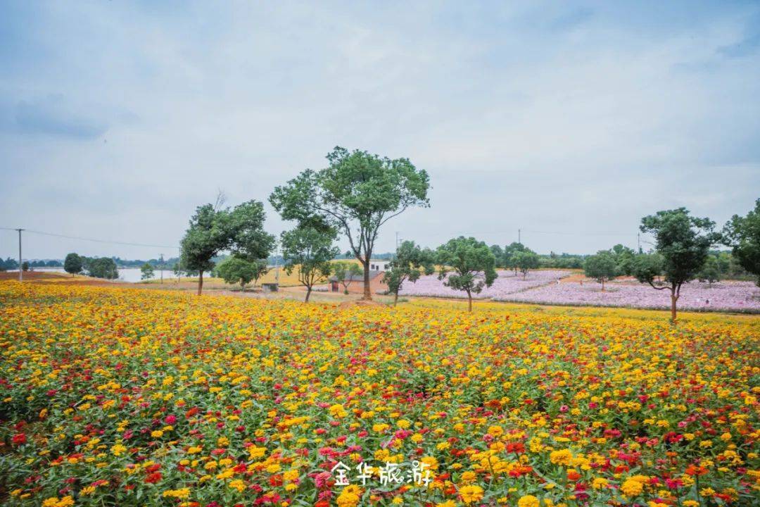 美到炸裂！！金华这片花海藏不住啦！花海、秋日和你，绝配！