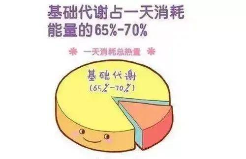 减肥必看，什么是基础代谢率？