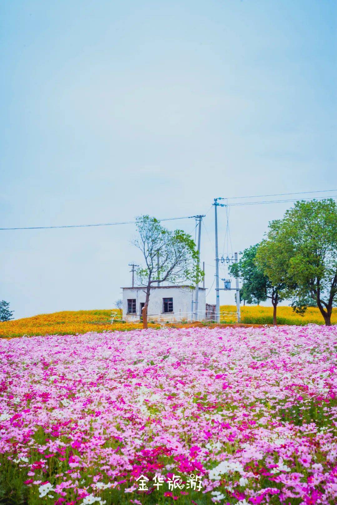 美到炸裂！！金华这片花海藏不住啦！花海、秋日和你，绝配！