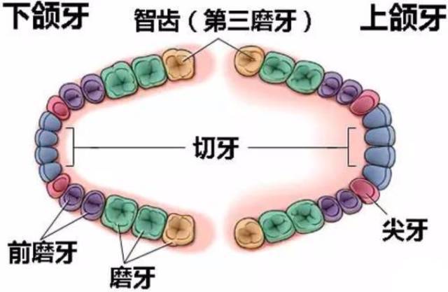 史上最全：关于智齿的那些事儿