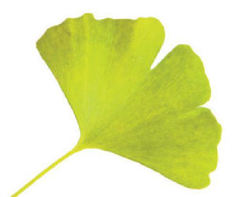 生物界活化石！银杏，彰显中华文明的植物“名片”
