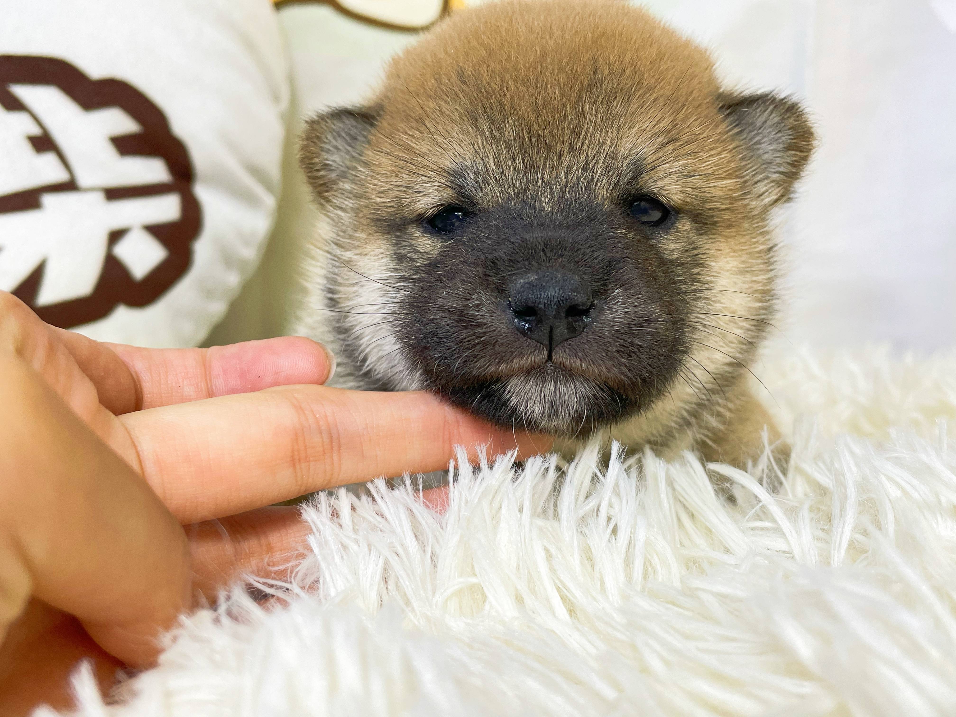 柴犬价格幼犬一般多少钱？如何看性价比高不高？