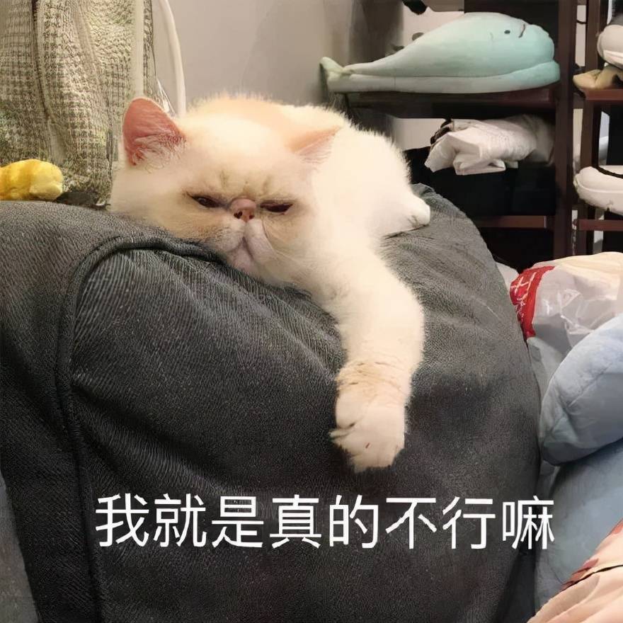 猫咪怎么养都养不胖？想要让猫咪科学增肥，可以这样