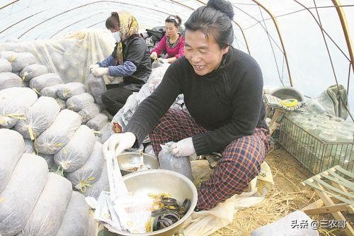 今年农村市场看好的7个项目，不愁挣不到钱