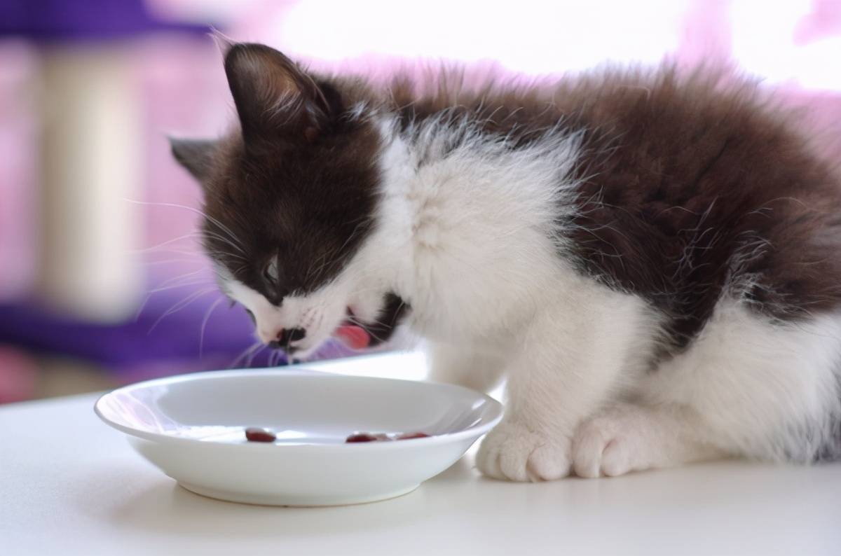 这6种食物，猫咪很爱吃，别让它在旁边流口水