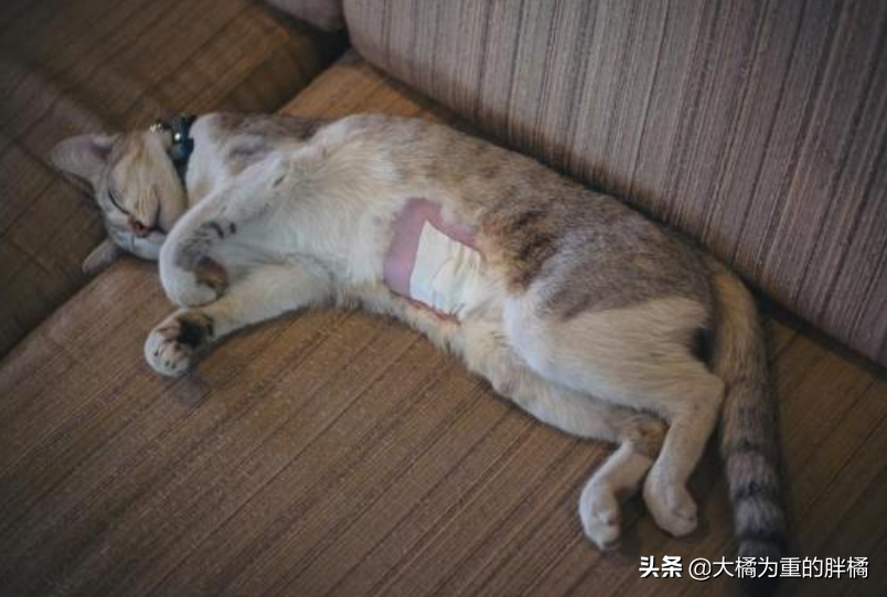 猫猫多大去绝育？“6个月大”时挺合适，绝育前还要记住这三件事