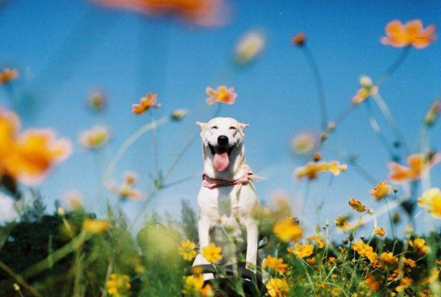 手贱搜索smile dog，吓死！可这微笑狗好萌