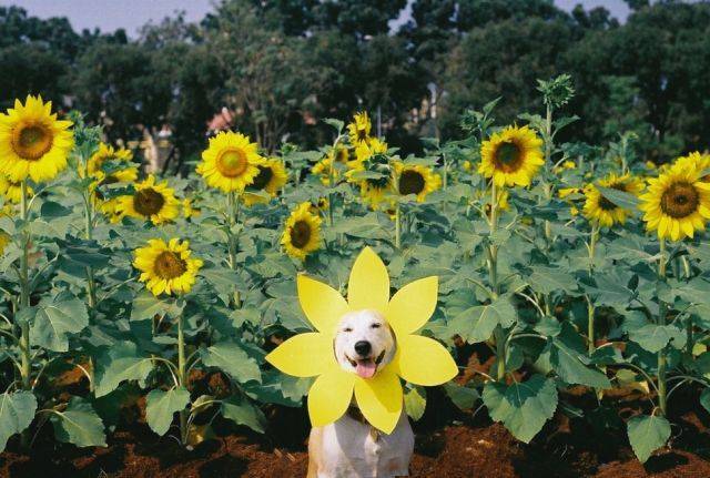 手贱搜索smile dog，吓死！可这微笑狗好萌