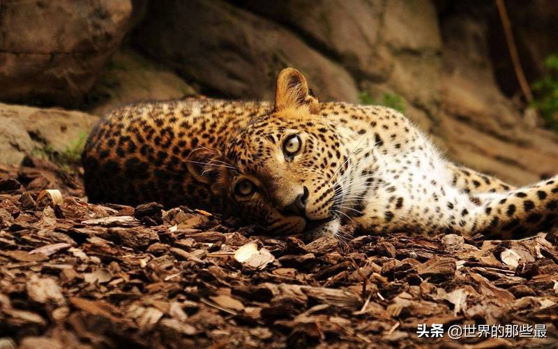 老虎在野外最大的对手是谁？有可能是熊类或者狼群吗？