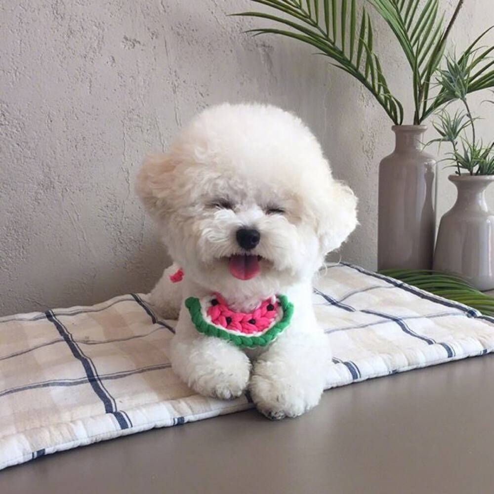 别错过！这几种不掉毛的狗狗，任你挑选