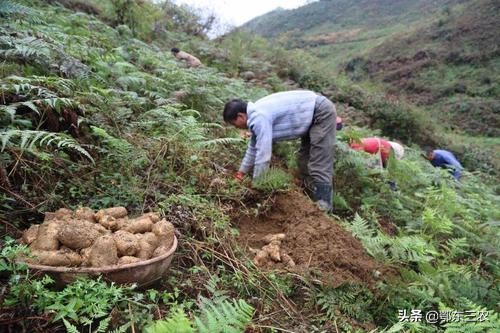 农民种什么东西，一亩地能赚到10000元经济收入？