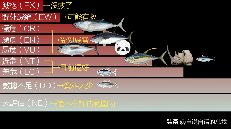 30年前只能做猫粮，今天为何变成奢侈品？蓝鳍金枪鱼为何如此贵