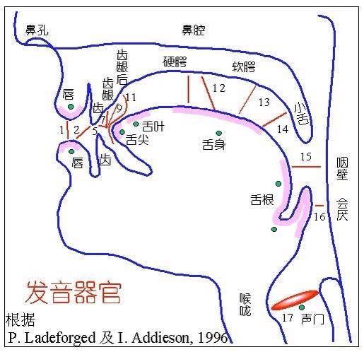 什么是齿音？为什么有人喜欢有人不喜欢？