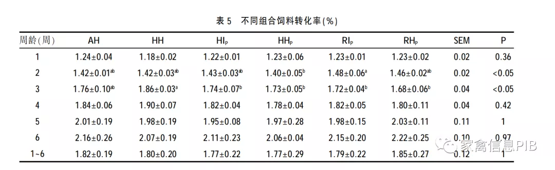 小白鸡三国争霸：817 VS 小优鸡VS 益生909，谁才是“战斗鸡”？