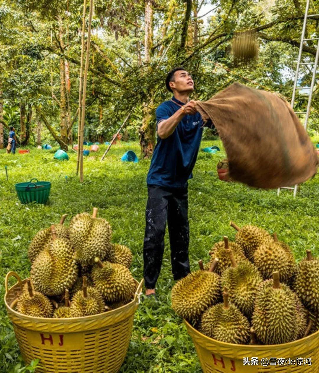 榴莲的味道，你HOLD住吗？