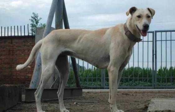 河北一市就禁养犬标准征求意见 牛头梗、蒙古细犬……看看拟禁养的狗狗有哪些