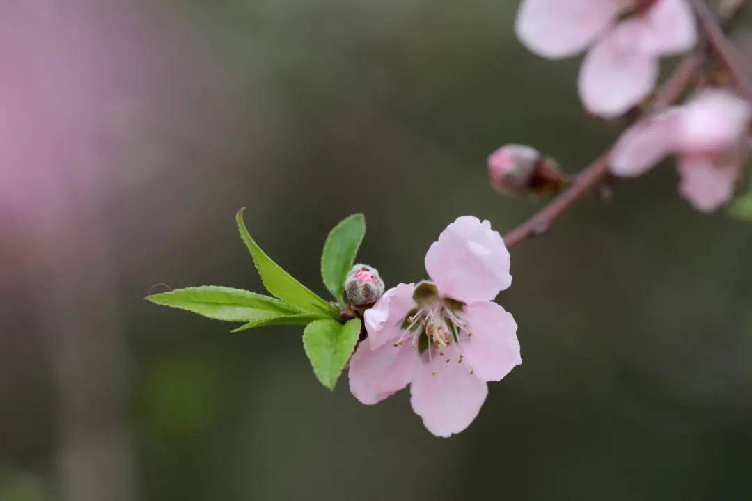 走，踏春！莆田那些正当时的赏花胜地……