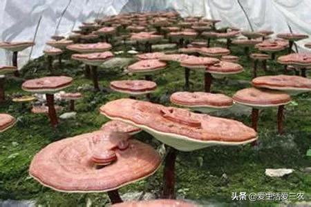 哪些种植项目能亩收益过万元？