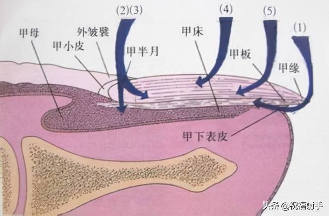 传统医学中指甲异常的代表意义