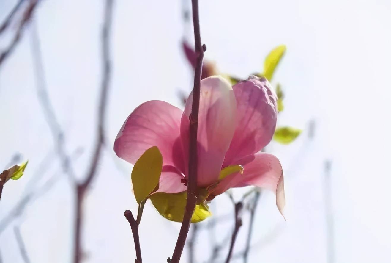 走，踏春！莆田那些正当时的赏花胜地……