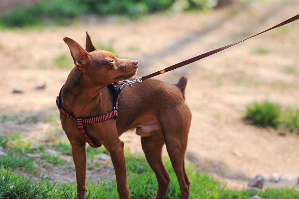 平时不常见的小鹿犬，经常被人误解，其实是很优秀的存在